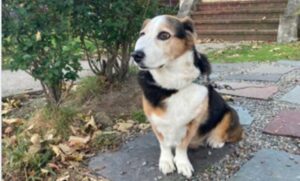 Pričak kujice Sparkle dirnula mnoge: Pas sjedi ispred kuće jer voli da ga prolaznici maze FOTO