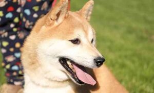 Četvoronožac internet senzacija: Napušteni pas prodat na aukciji za vrtoglavu sumu novca