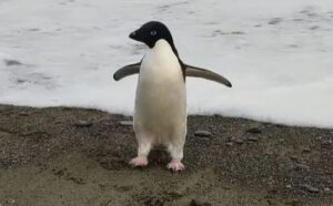 Arktički pingvin prešao put od 3.000 kilometara do Novog Zelanda