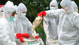 Treći slučaj infekcije: U Japanu potvrđeno prisustvo ptičjeg gripa H5N8