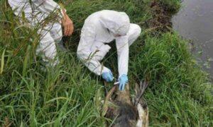 Hrvatski veterinarski institut potvrdio: Kod uginulih labudova potvrđen ptičiji grip