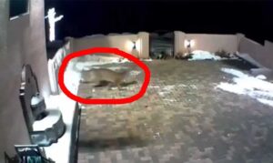 Nevjerovatan trenutak! Puma u dvorištu kuće napala psa, hrabra žena otjerala zvijer VIDEO