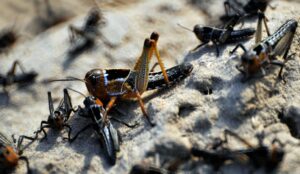 Brisel odlučio da su insekti bezbjedni za konzumaciju: Skakavci proglašeni hranom za ljude