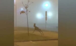Simpatično iznenađenje iz magle: Srna protrčala kroz centar Bijeljine, vozači u šoku VIDEO