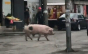 Za smijeh do suza – bukvalno: Urnebesan snimak potjere za svinjom usred grada VIDEO