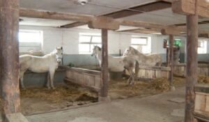 Na licitaciji 22 lipicanera: Prnjavorska ergela “Vučijak” ponovo prodaje višak konja