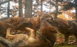 Nevjerovatan snimak: U slovenačkoj šumi uspjeli izbliza snimiti čopor vukova VIDEO