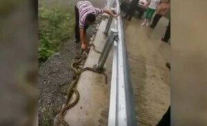 Hrabrost ili ludost… Goloruk bacao zmije sa puta, prolaznici u čudu gledali šta radi