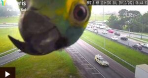 Papagaj koji upada u kadar dok se snima saobraćaj na autoputu postao hit na internetu VIDEO
