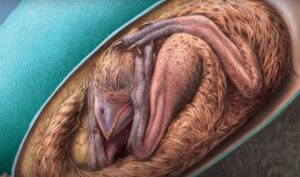 Veliko otkriće naučnika: Pronađen savršeno očuvan embrion dinosaurusa VIDEO