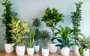 Ove biljke sprečavaju pojavu buđi: Nabavite ih odmah, upiće svu vlagu i toksine u kući