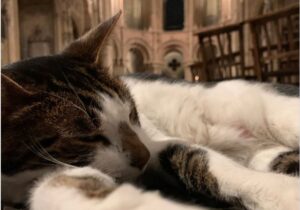 Badž postao miljenik posjetilaca: Mačak iz crkve u Noriču “terapeutski” utiče na vjernike
