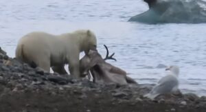 Riječ o rijetkom prizoru: Polarni medvjed udavio irvasa u vodi VIDEO