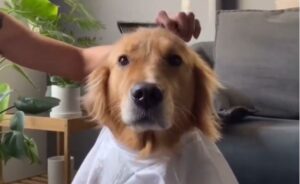 Pas uživao u tretmanu i sređivanju: Vlasnica počastila ljubimca novom frizurom VIDEO