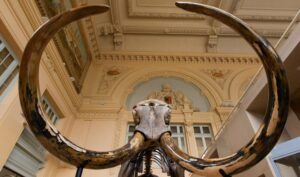 Iznenađenje za arheologe: Otkriveni skeleti pet mamuta iz vremena ledenog doba FOTO