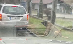Užasan čin vlasnika: Vezao psa za automobil, pa ga vukao po putu VIDEO