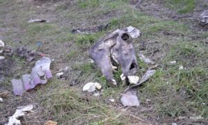 U blizini Eko jezera – deponija: Građani odlažu uginule životinje FOTO