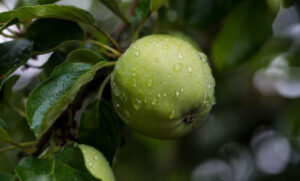 Ubjedljivo najpopularnije voće među ljudima: Ovo je najzdravija sorta jabuka