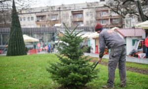 Kavkasto drvo krasiće park “Petar Kočić”: Banjaluka dobila jelku u centru grada FOTO