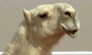 “STOP” obmanama: Preko 40 kamila diskvalifikovano sa takmičenja ljepote zbog botoksa