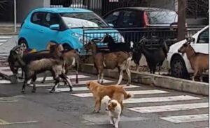 Simpatičan prizor! Koze “opušteno prošetale” gradom – i psi su se našli u čudu VIDEO