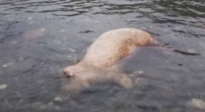 Mještani zgroženi prizorom: Leš svinje pluta rijekom FOTO