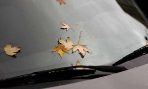 Muke i nedoumice mnogih vlasnika automobila: Može li lišće na vozilu da ošteti lak i boju
