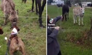 Reakcija magarca je urnebesna: Pas slučajno njuškom dodirnuo naelektrisanu žicu VIDEO