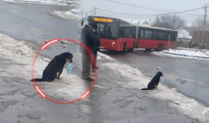 Odgovorno – tu je i maska: Crni pas koji čeka autobus osvojio društvene mreže VIDEO
