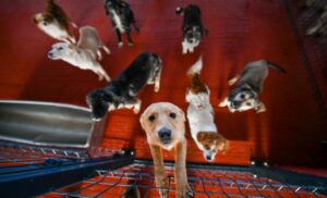 Spremni za udomljavanje: Svi psi iz azila u Ramićima preseljeni na Manjaču
