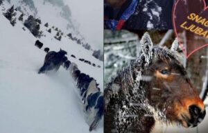 Kako su dvojica planinara spasili od ‘bijele smrti’ krdo od 51 konja FOTO
