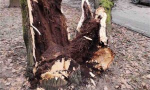Spolja gladac, a iznutra jadac: Uklonjeno stablo lipe koje je danas palo u Banjaluci