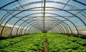 Upozorenje za poljoprivrednike: Zaštitite biljke zbog niske temperature vazduha