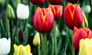Doboj “u novom ruhu”: Zasađeno 50.000 tulipana – poklon slovenačke opštine Celje