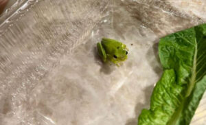 “Iznenađenje” iz supermarketa: Pronašao žabu u salati, zadržao je i nazvao Toni VIDEO