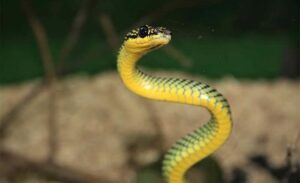 Desio se prvi ugriz zmije u Srpskoj: Zdravstvene ustanove uvjeravaju da imaju dovoljno seruma