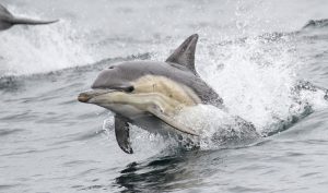Delfini napravili haos na plaži, ima povrijeđenih kupača: Jednom čovjeku slomljena rebra