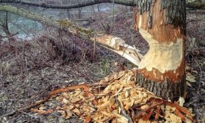 Problemi mještana Krupe na Vrbasu: Dabrovi ruše drveće i uništavaju imovinu
