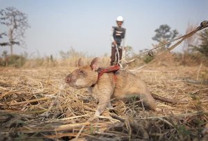 Velike zasluge za malu životinju: Uginuo pacov Magava koji je uspješno otkrivao mine