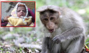 Porodica u šoku, a vlasti bez rješenja: Majmun ubio tromjesečnu bebu