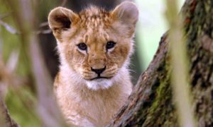 Simba u sigurnim rukama: Budvanska policija pronašla izgubljeno mladunče lava