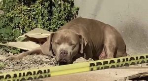 Sceparajuća scena: Pas čeka ubijenu vlasnicu koja neće doći kući VIDEO