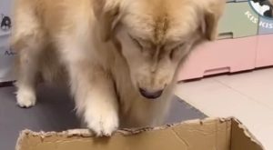 Preslatka reakcija psa koji je ugledao mačiće: Evo šta je uradio VIDEO