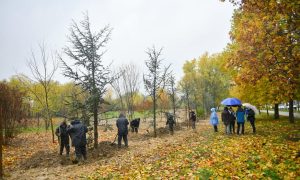 Protekle jeseni zabilježena istorijska sadnja: Banjaluka bogatija za oko 2.000 novih sadnica
