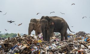 Šokantno! Plastično smeće izazvalo smrt nekoliko desetina slonova