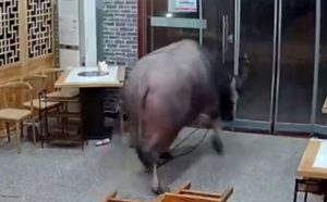 Kamera “ovjekovječila” šokantnu scenu: Bizon ušao u restoran i napao gosta VIDEO