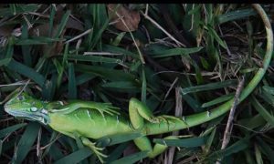 Upozorenje! Meteorolozi tvrde da iguane padaju sa drveća od hladnoće, ali nisu mrtve