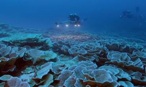 Netaknuti koralni greben otkriven kod obale Tahitija VIDEO