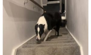 Pas razbacao smeće po podu: Raznježio vlasnika hodom srama VIDEO