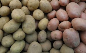 Zbog zaraženosti štetnim organizmom: Zabranjen uvoz 27 tona krompira iz Egipta